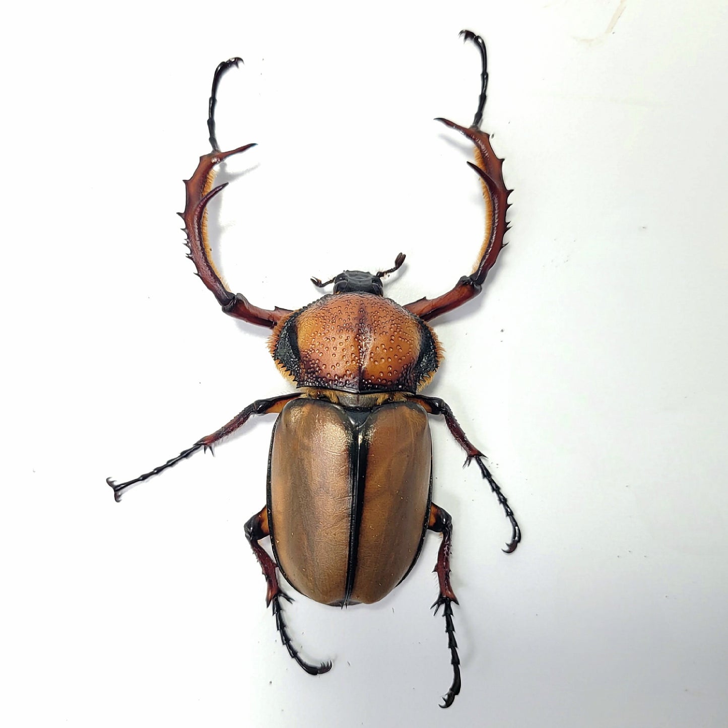 David's Longarm Scarab (Propomacrus davidi)