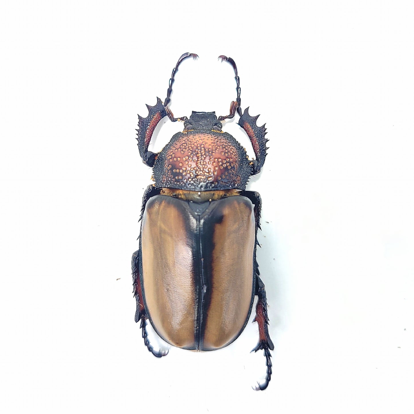 David's Longarm Scarab (Propomacrus davidi)