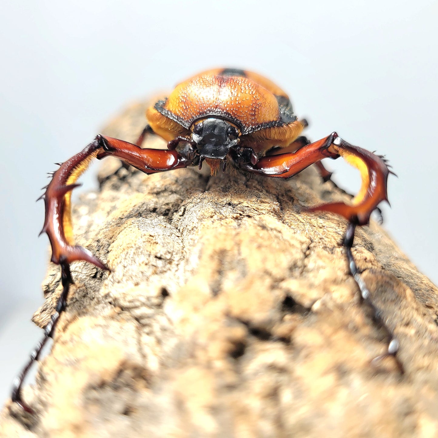 David's Longarm Scarab (Propomacrus davidi)