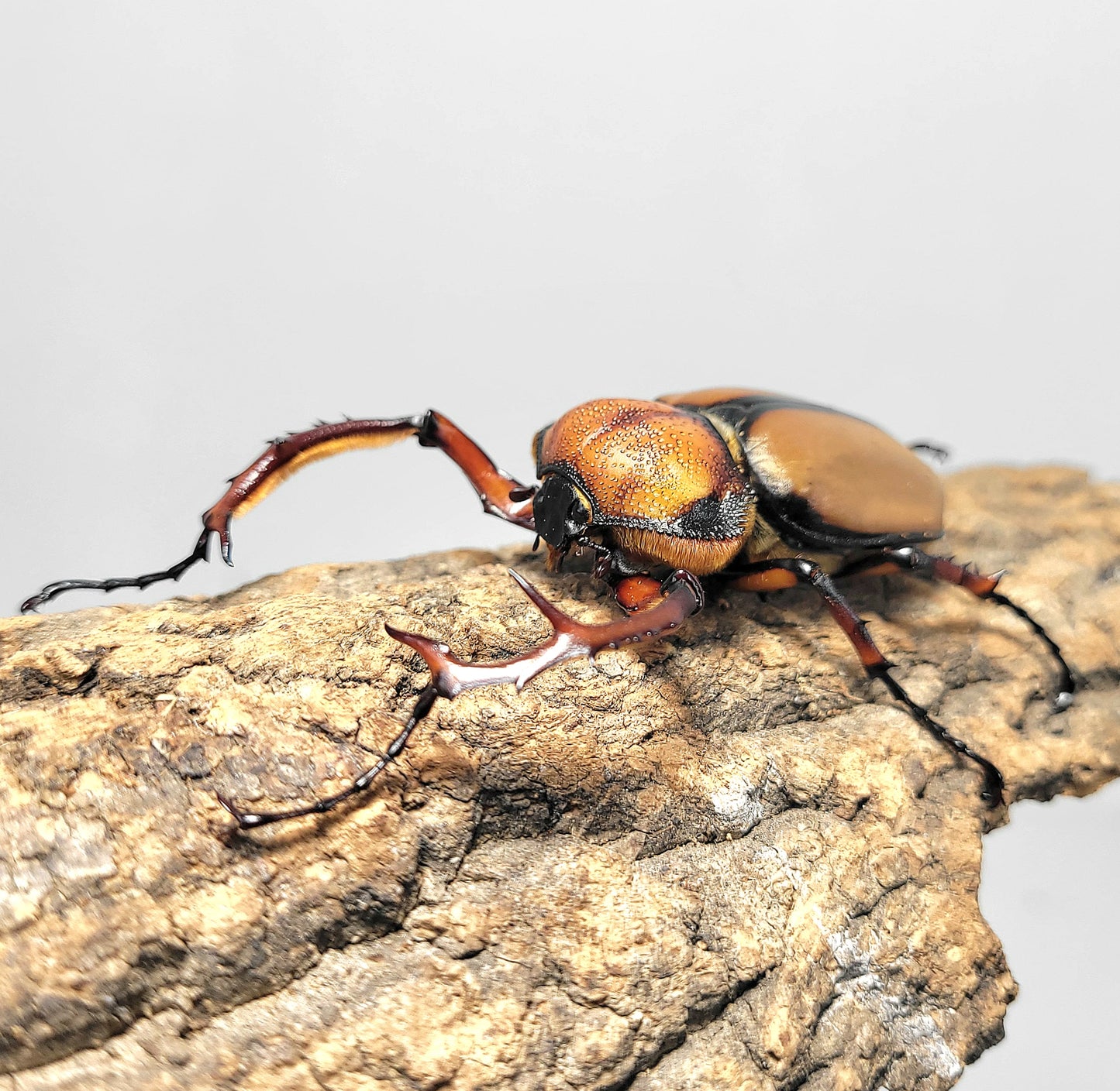 David's Longarm Scarab (Propomacrus davidi)