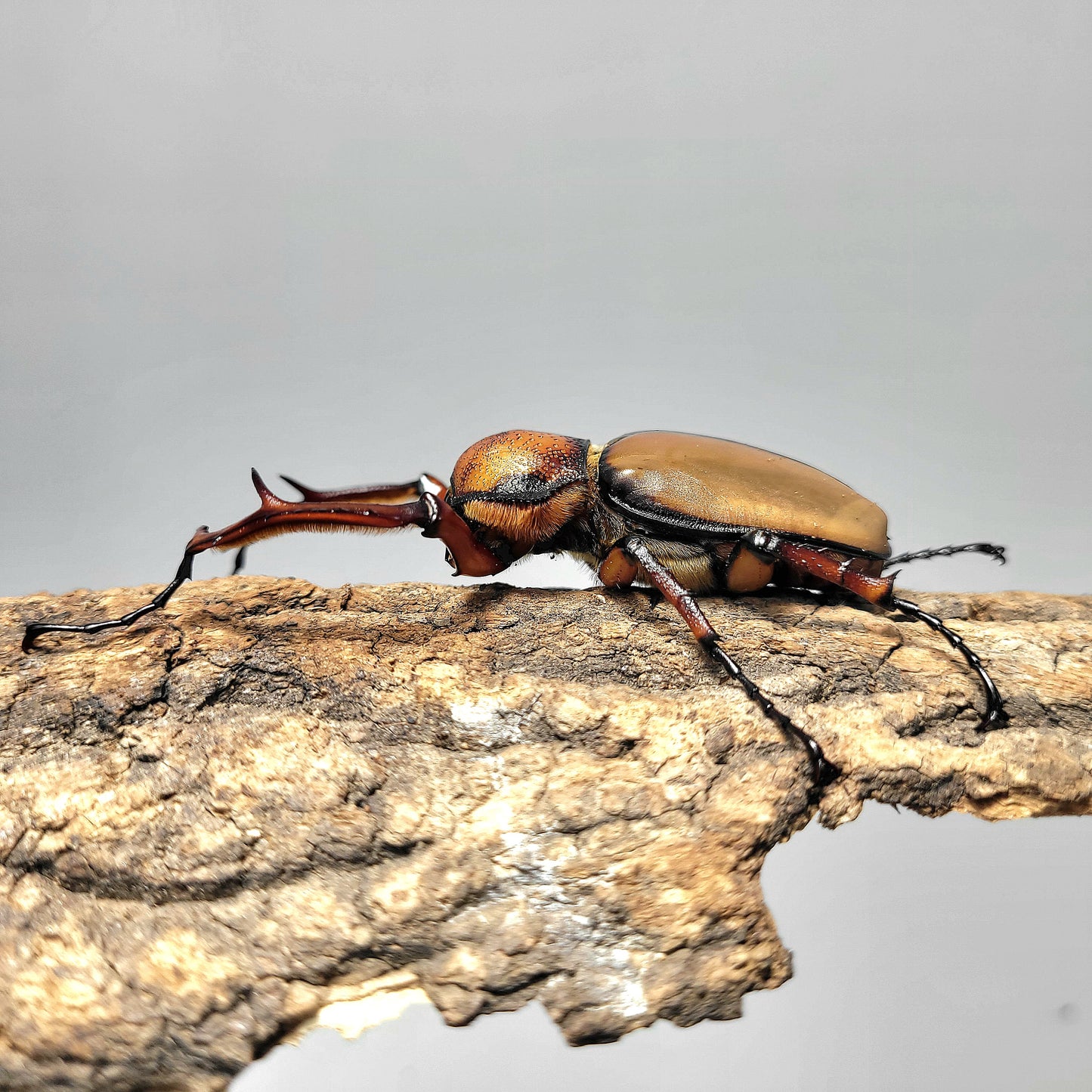 David's Longarm Scarab (Propomacrus davidi)