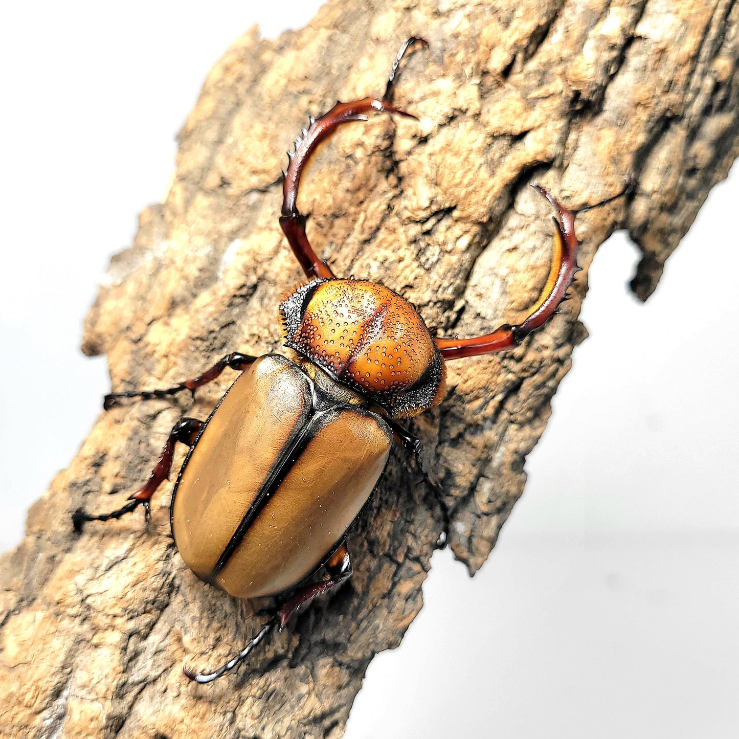 David's Longarm Scarab (Propomacrus davidi)