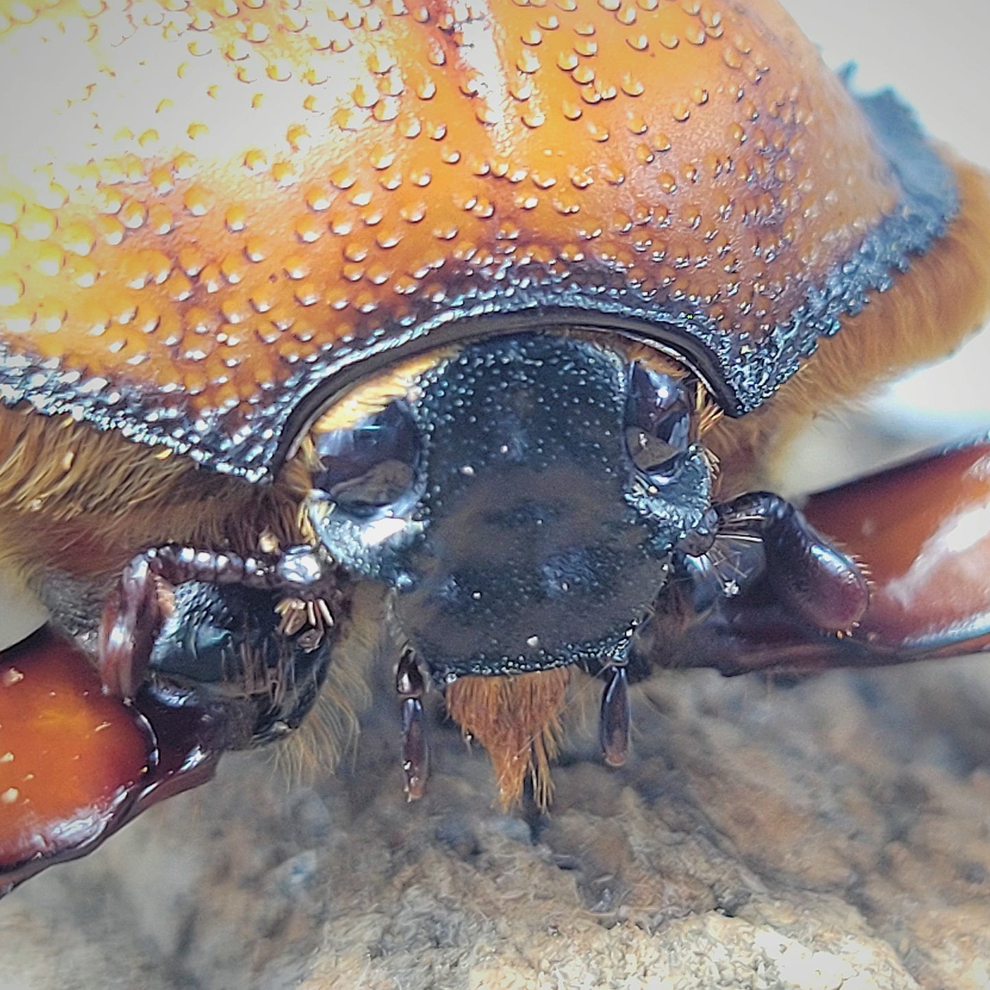 David's Longarm Scarab (Propomacrus davidi)