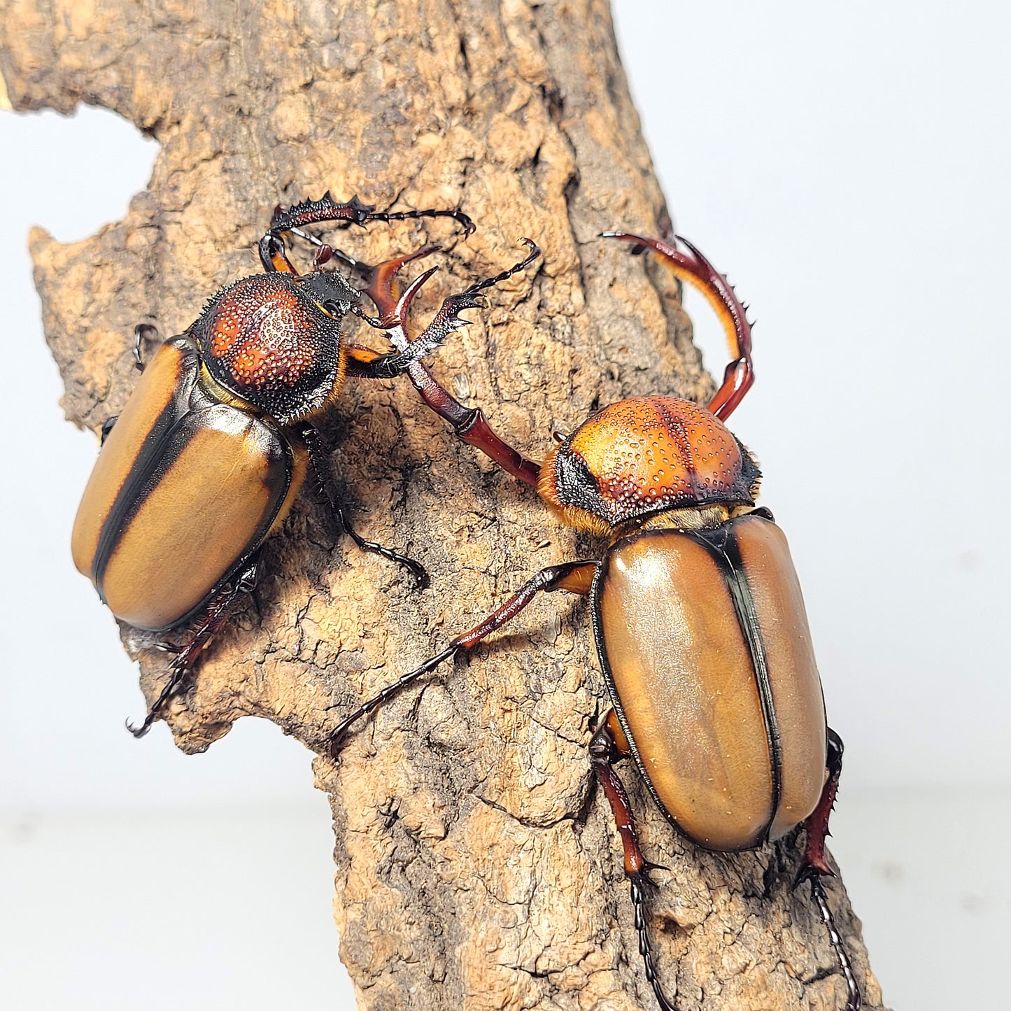 David's Longarm Scarab (Propomacrus davidi)