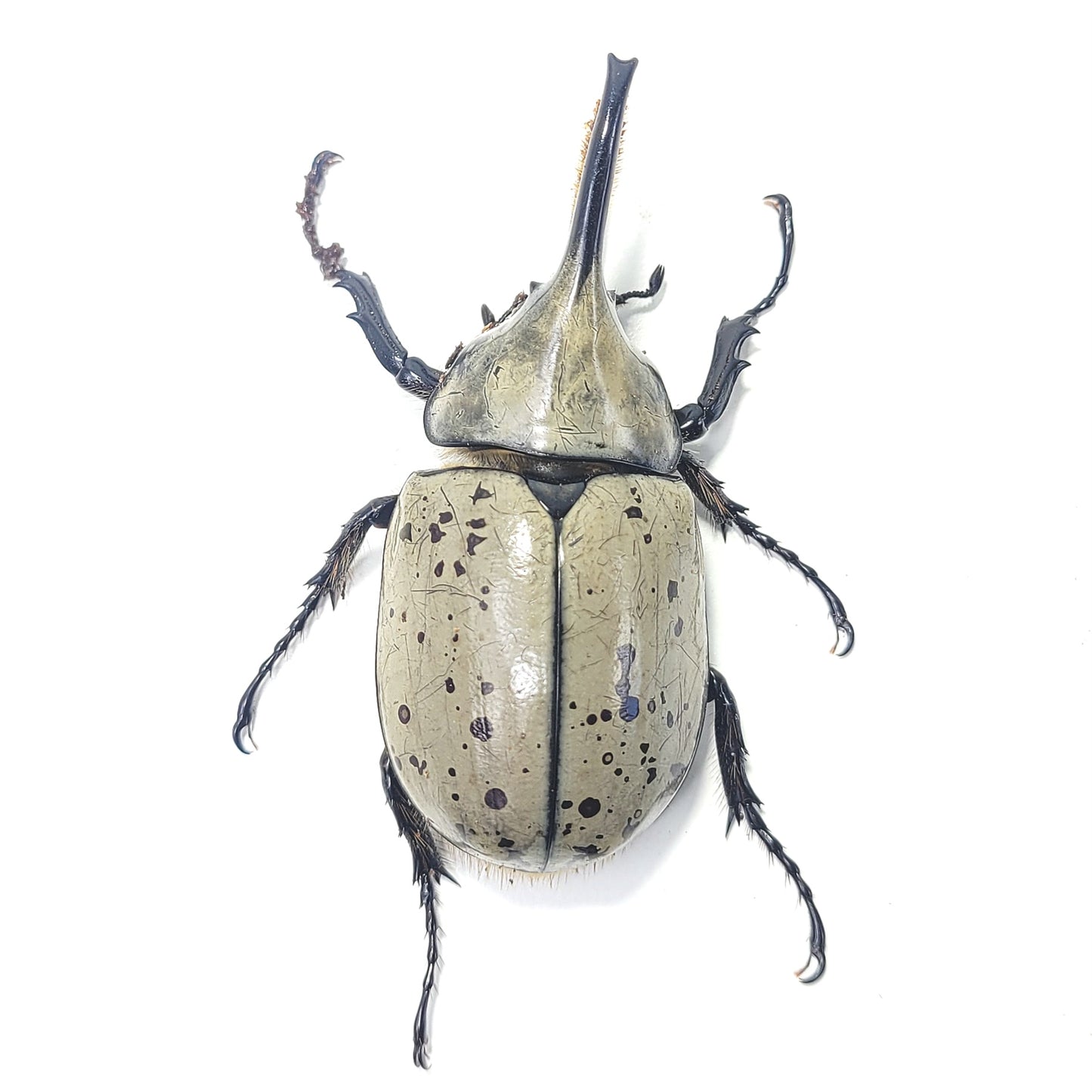 Western Hercules Beetle (Dynastes grantii)