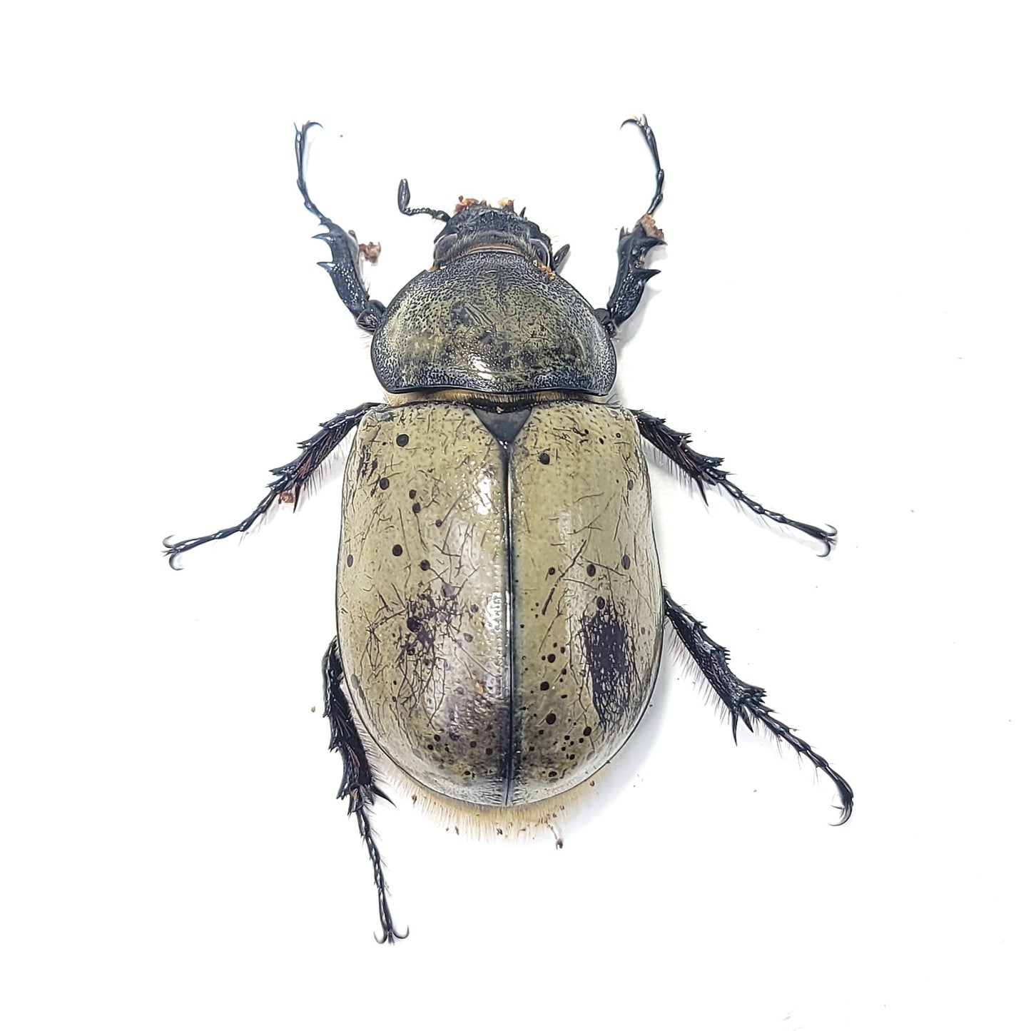 Western Hercules Beetle (Dynastes grantii)