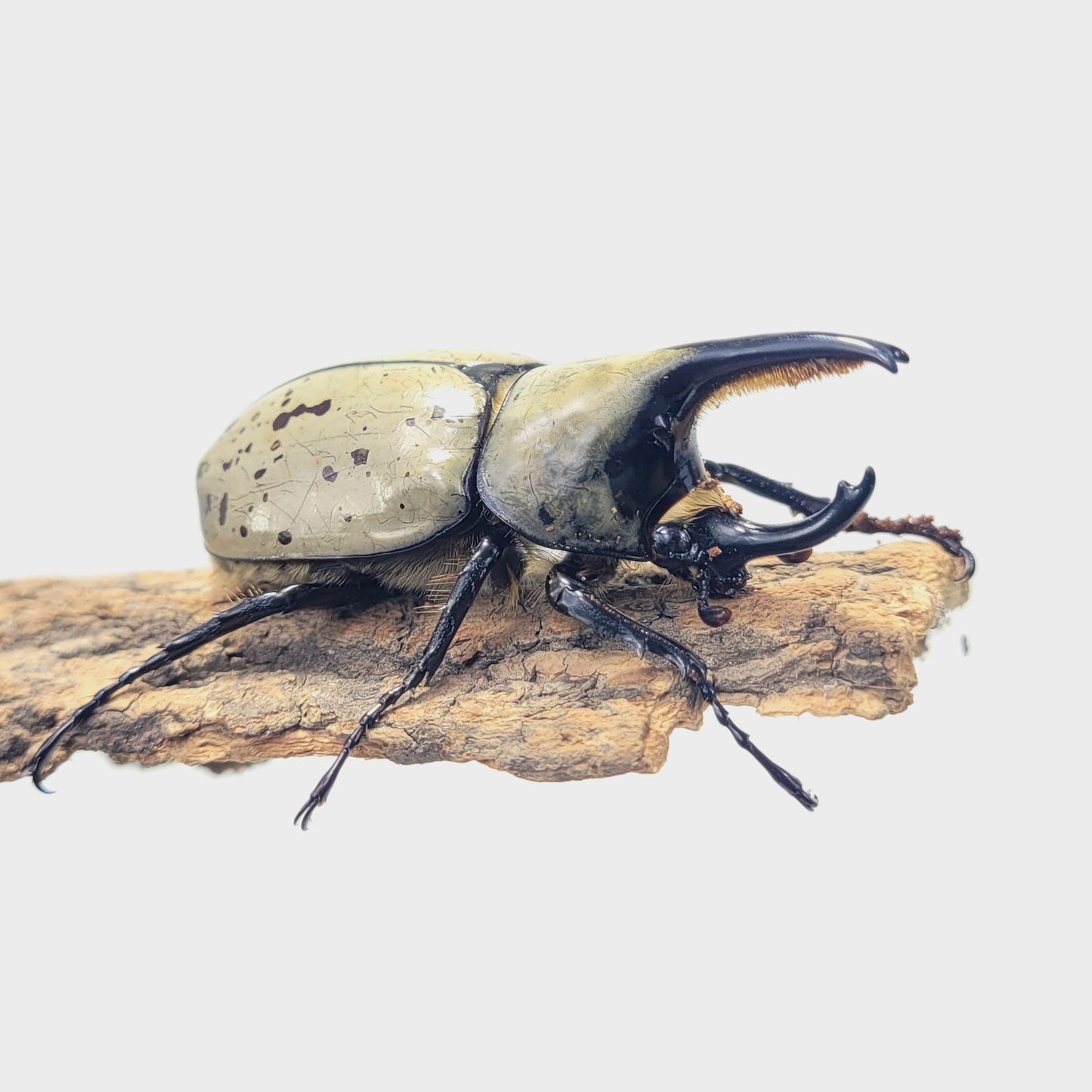 Western Hercules Beetle (Dynastes grantii)