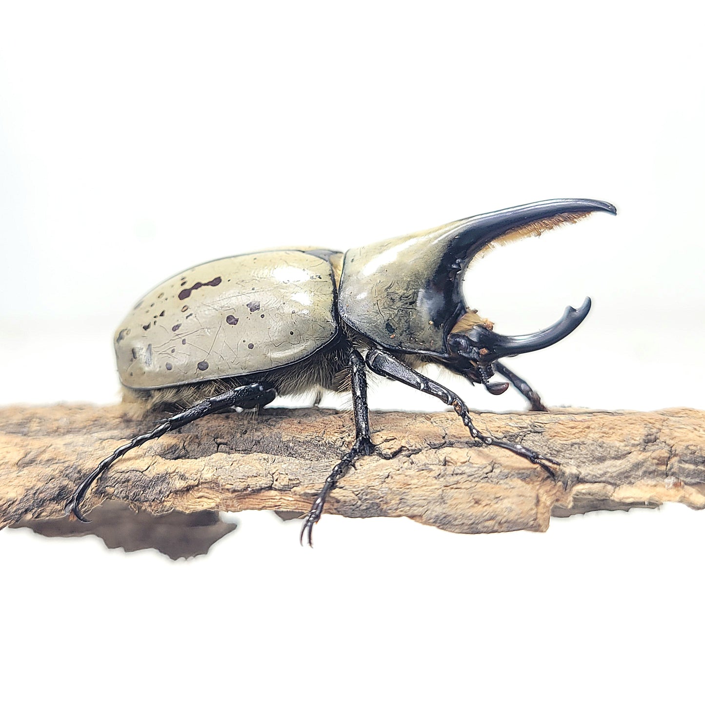 Western Hercules Beetle (Dynastes grantii)