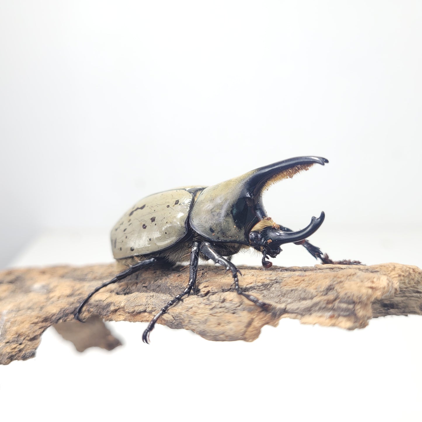 Western Hercules Beetle (Dynastes grantii)