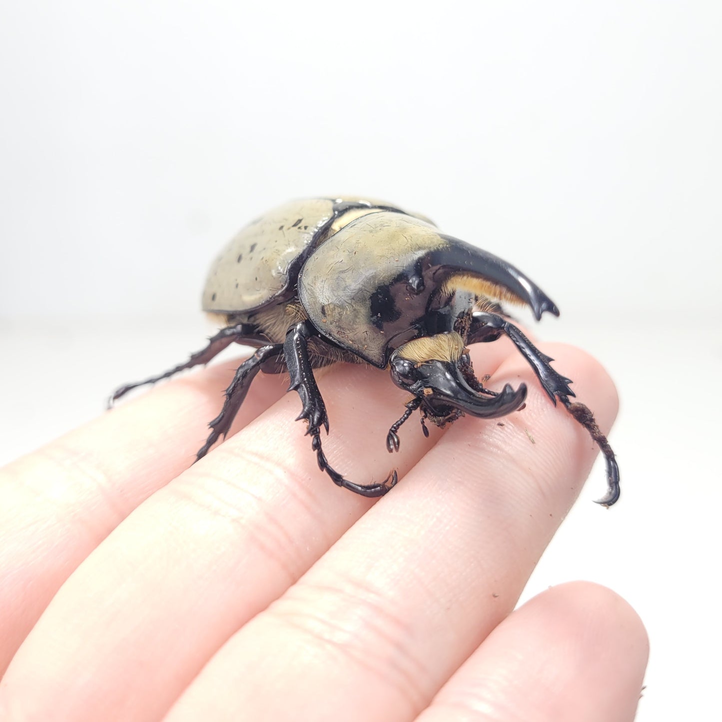 Western Hercules Beetle (Dynastes grantii)