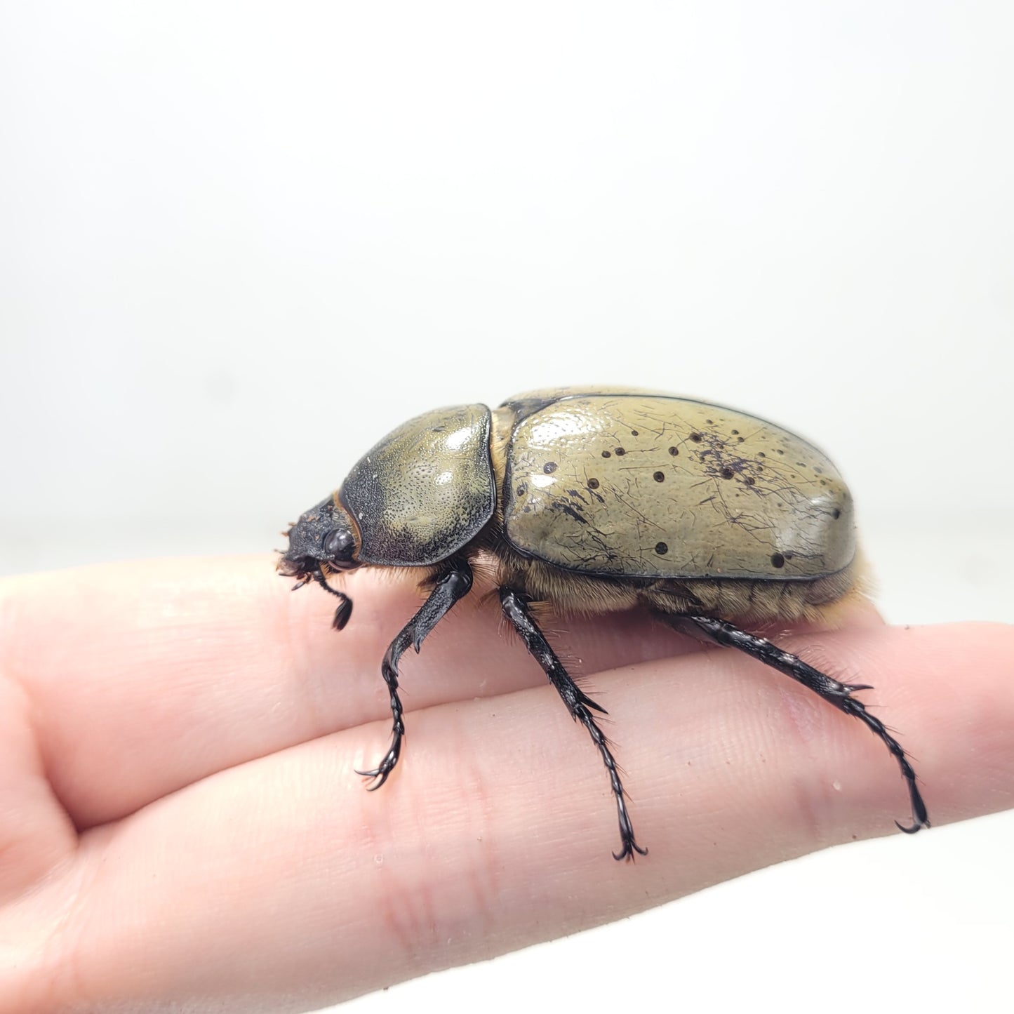 Western Hercules Beetle (Dynastes grantii)