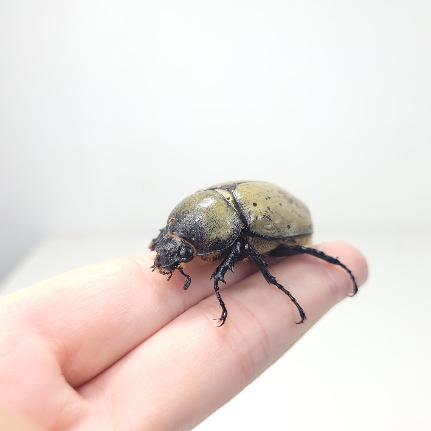 Western Hercules Beetle (Dynastes grantii)