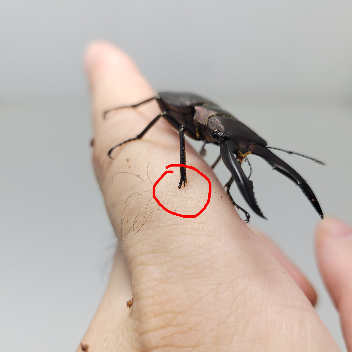 Mystery Beetle Box! – James' Beetle Farm