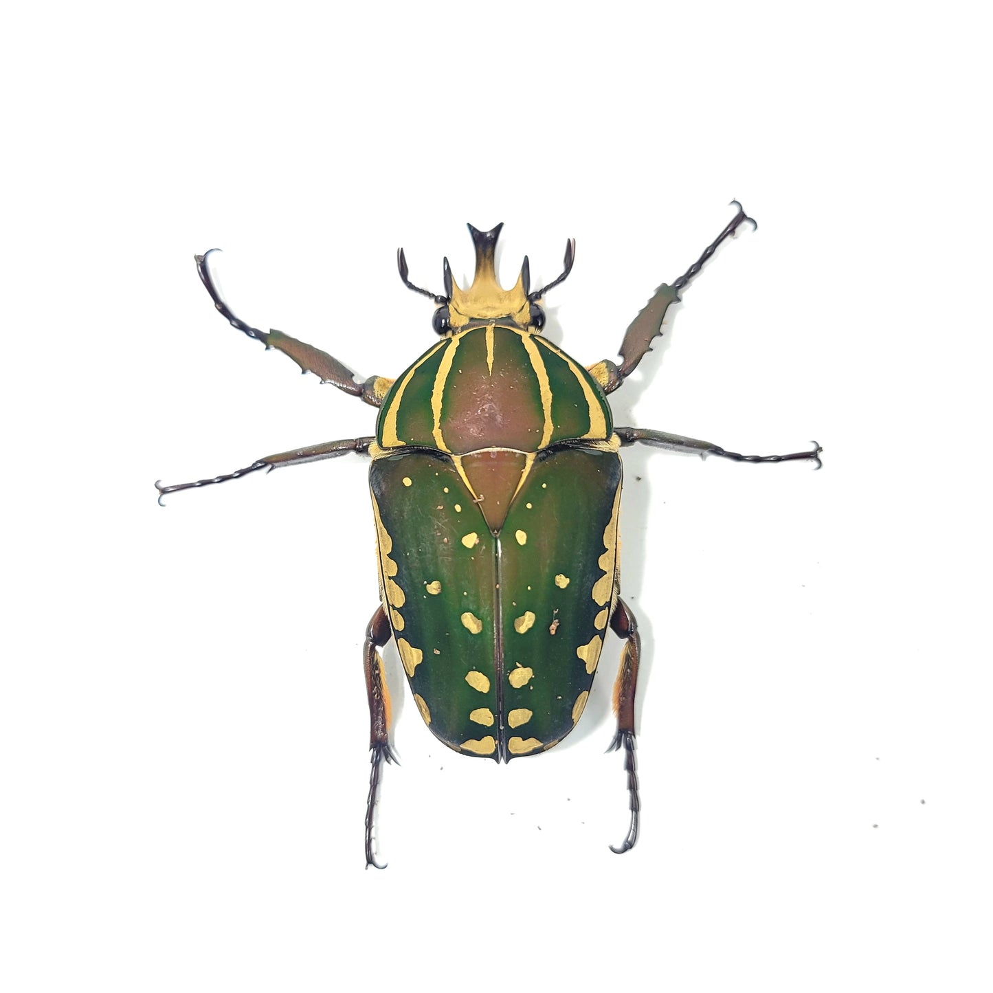 Mecynorhina polyphemus