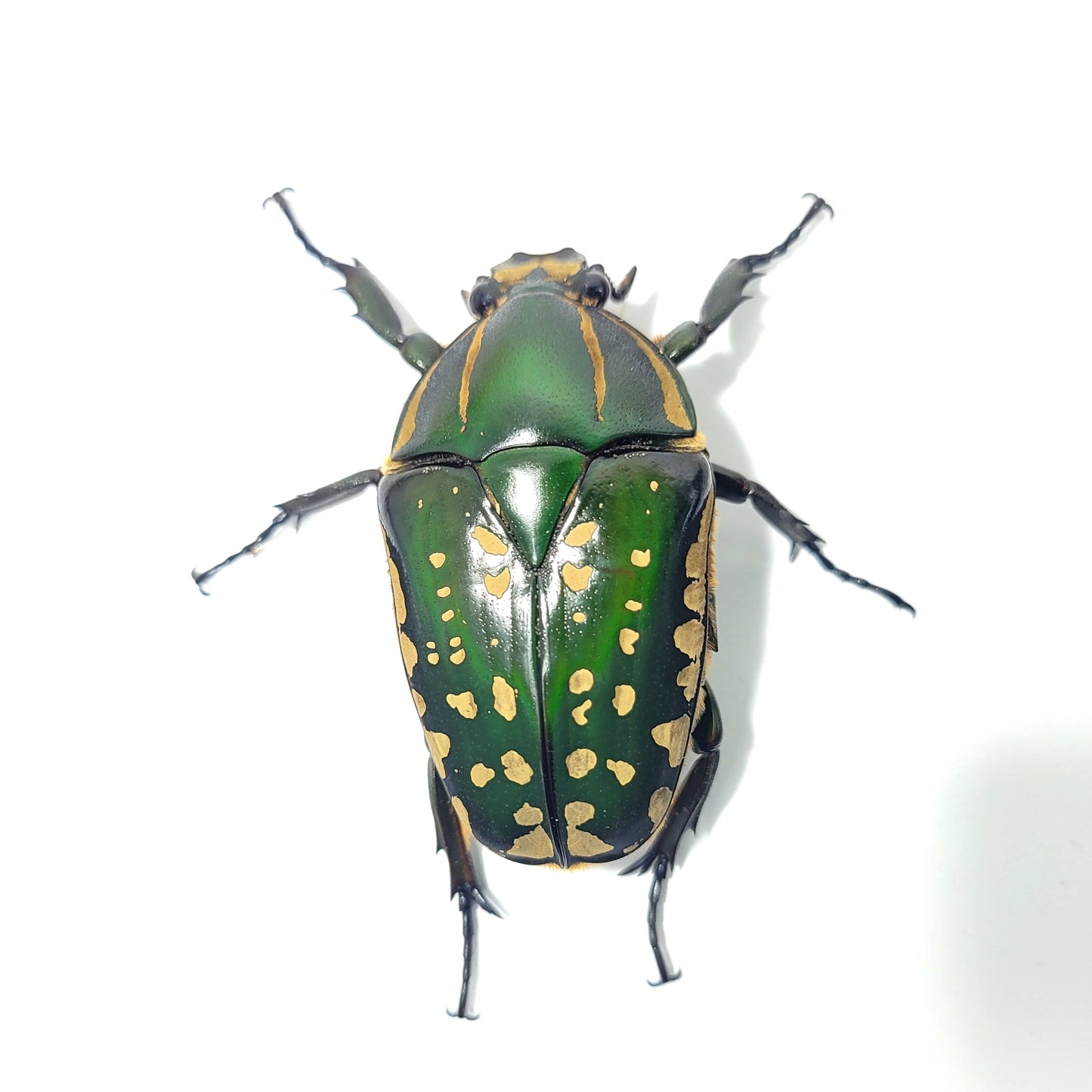 Mecynorhina polyphemus