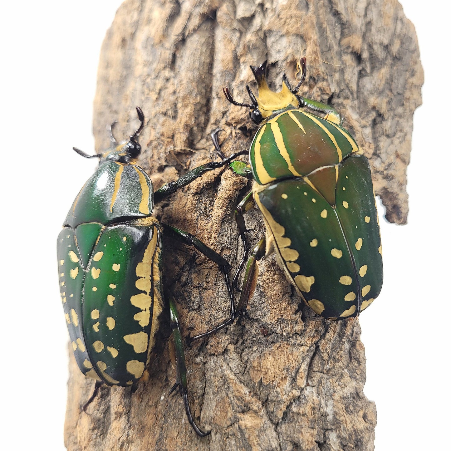 Mecynorhina polyphemus