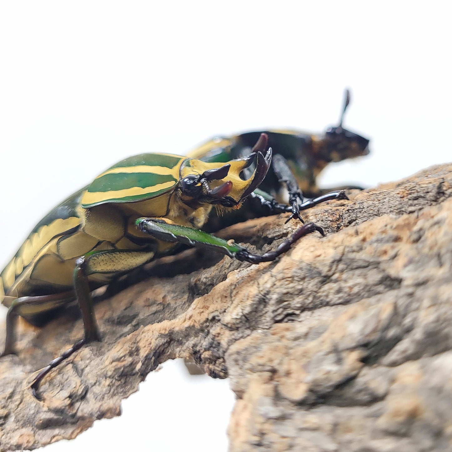 Mecynorhina polyphemus