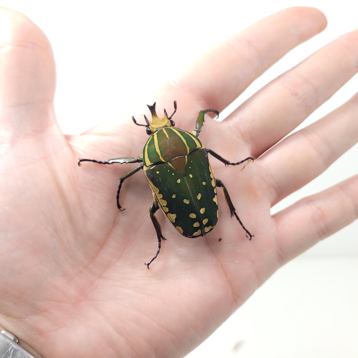 Mecynorhina polyphemus