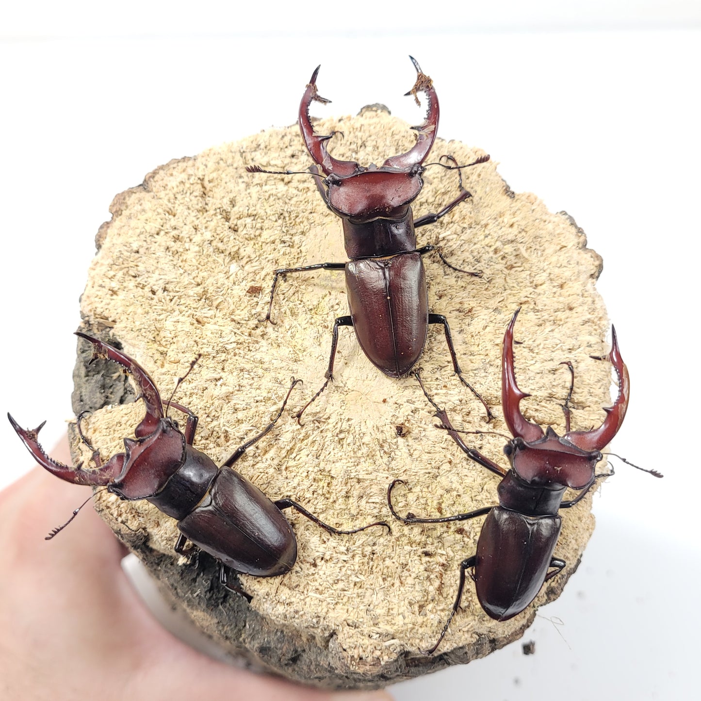 Elephant Stag Beetle (Lucanus elaphus)