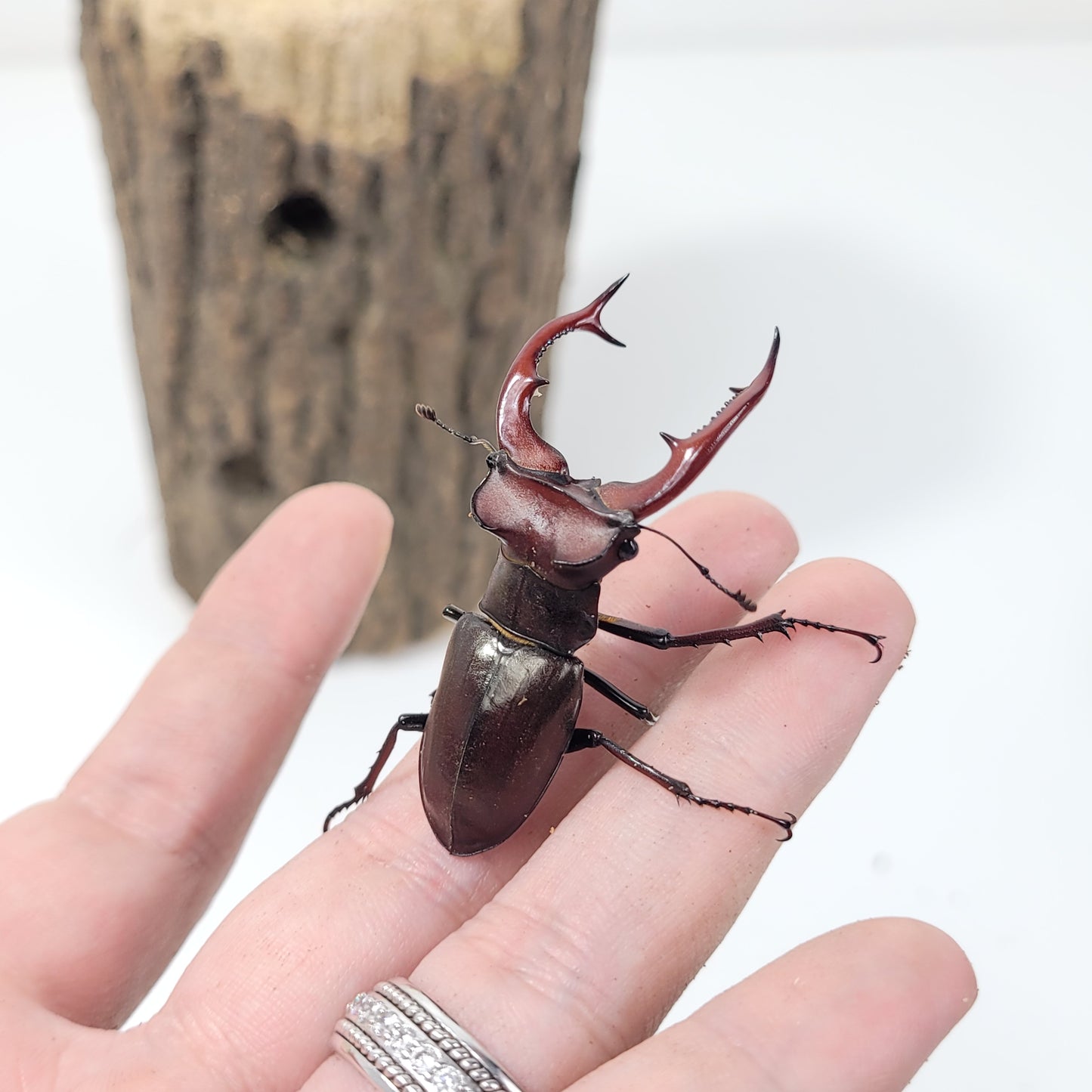 Elephant Stag Beetle (Lucanus elaphus)