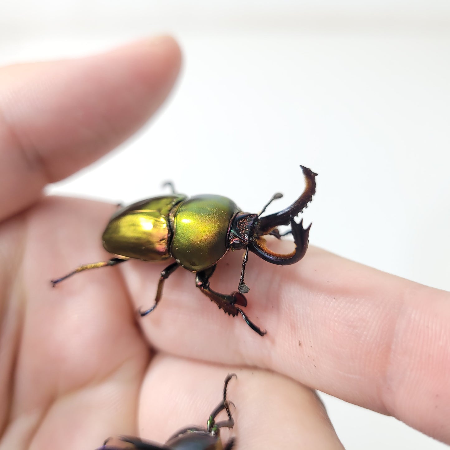 Jeweled Stag Beetle (Lamprima adolphinae)