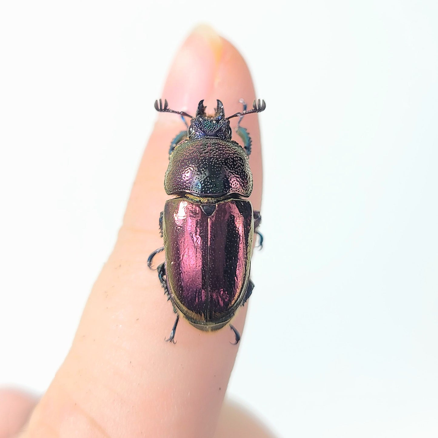 Jeweled Stag Beetle (Lamprima adolphinae)