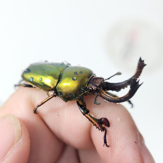 Jeweled Stag Beetle (Lamprima adolphinae)