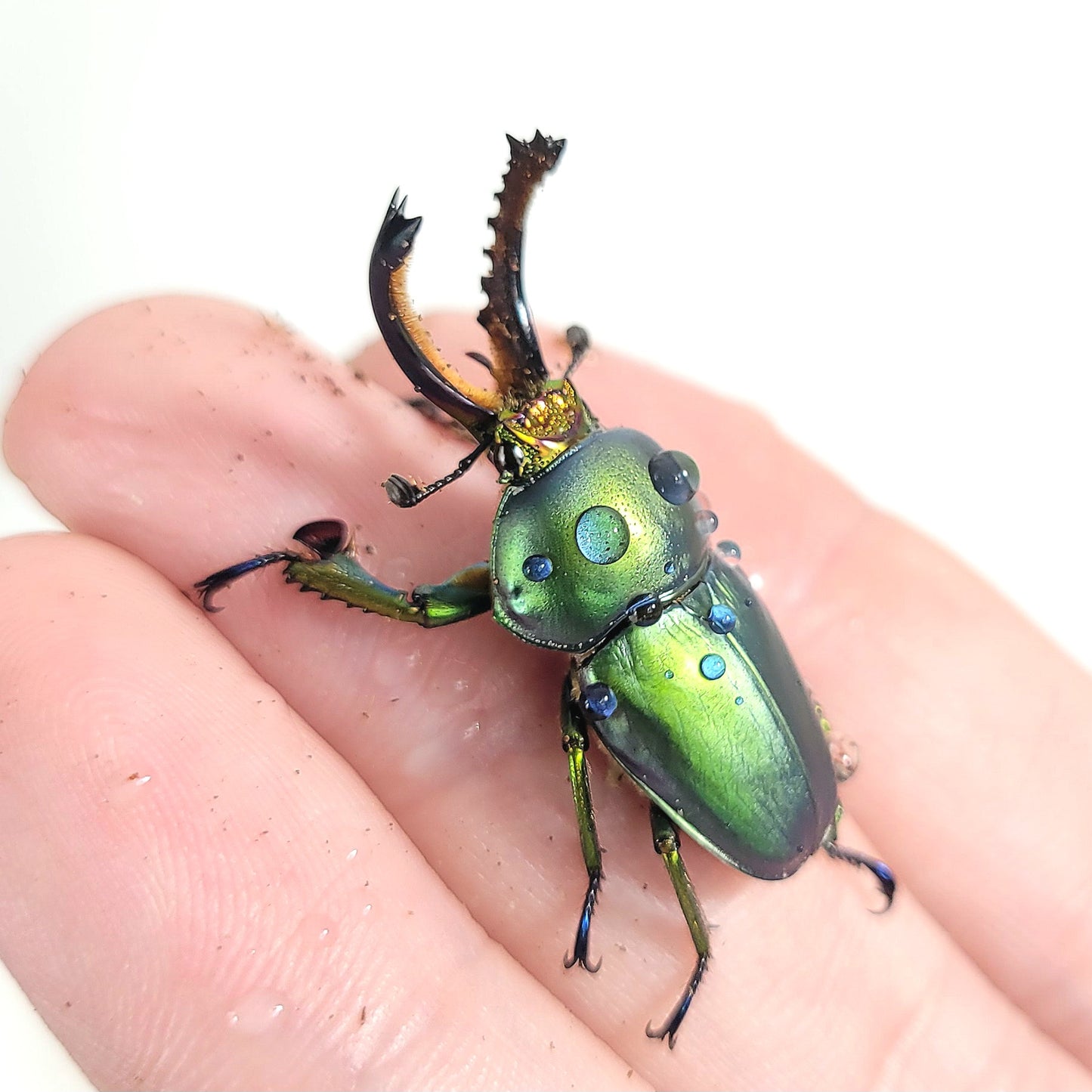 Jeweled Stag Beetle (Lamprima adolphinae)