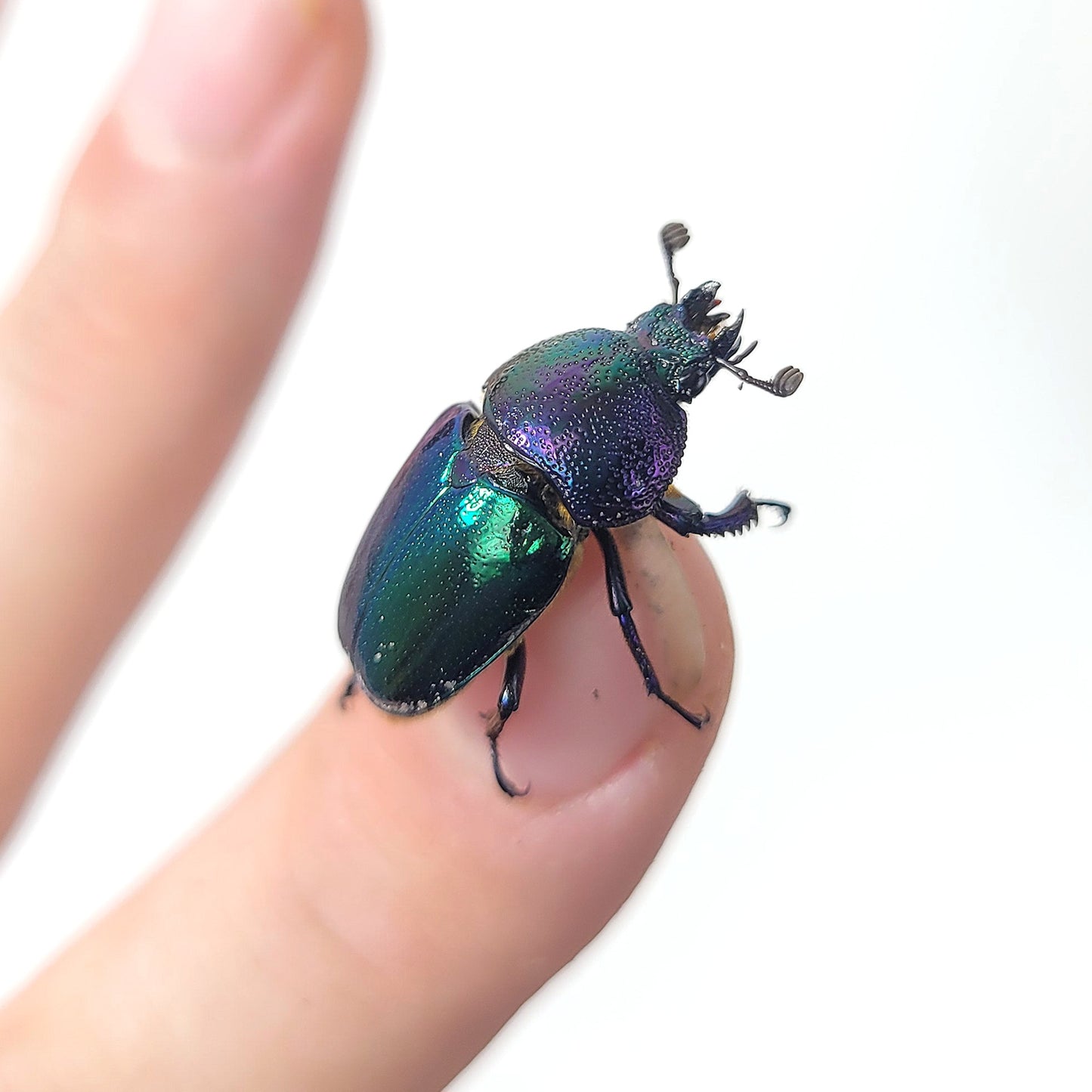 Jeweled Stag Beetle (Lamprima adolphinae)