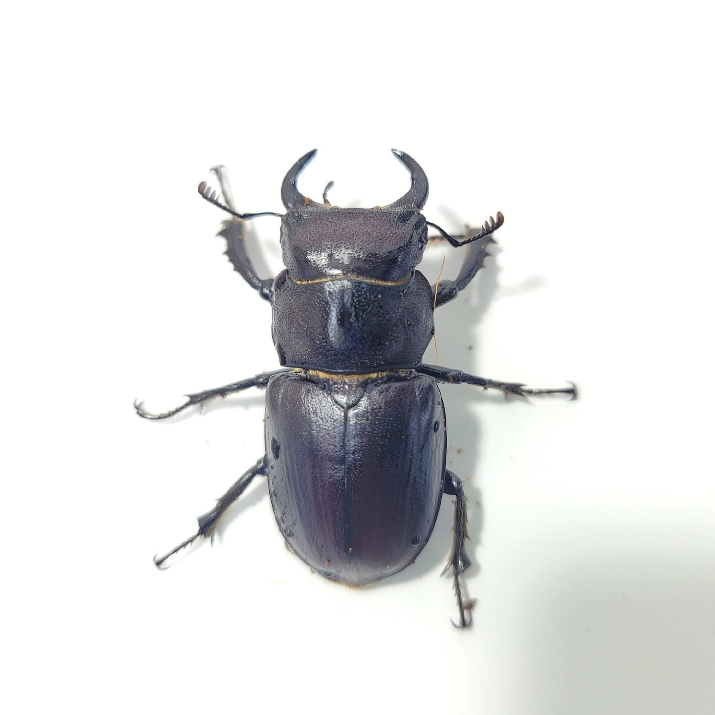 Lucanus Mazama