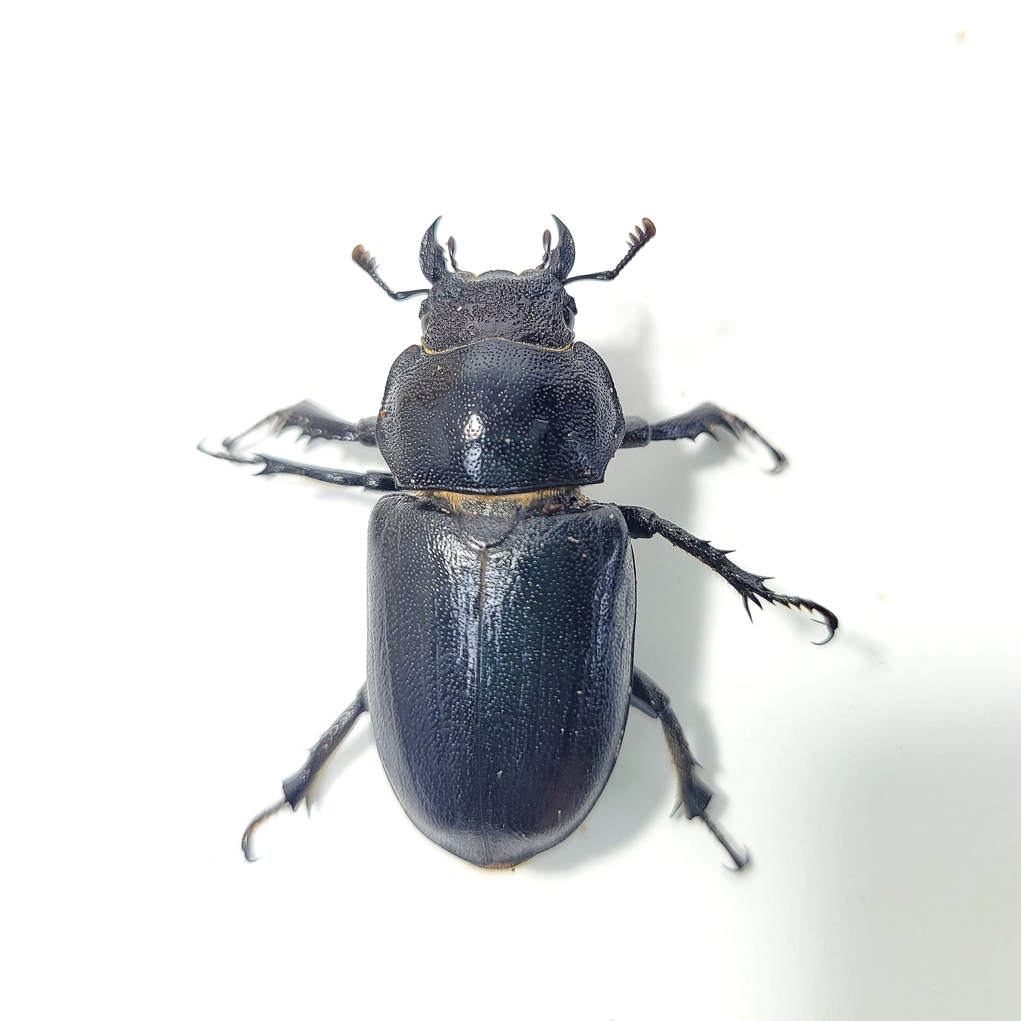 Lucanus Mazama