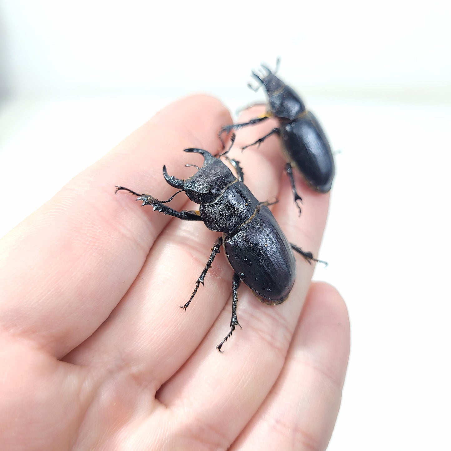 Lucanus Mazama