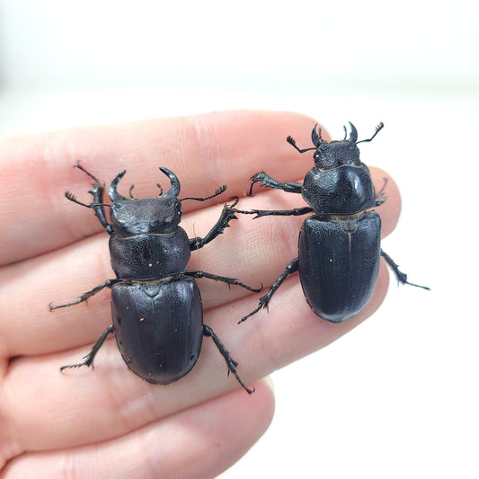 Lucanus Mazama