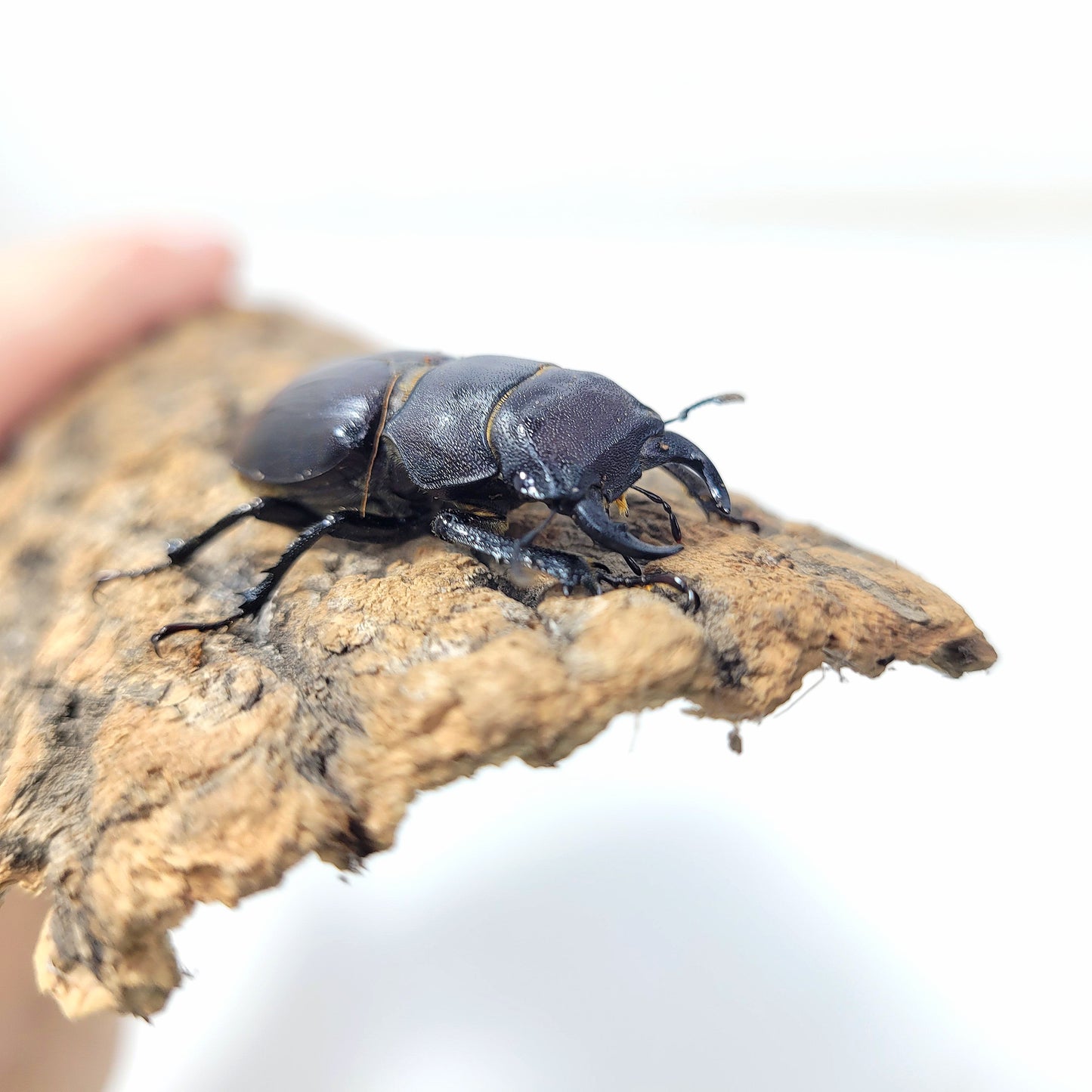 Lucanus Mazama