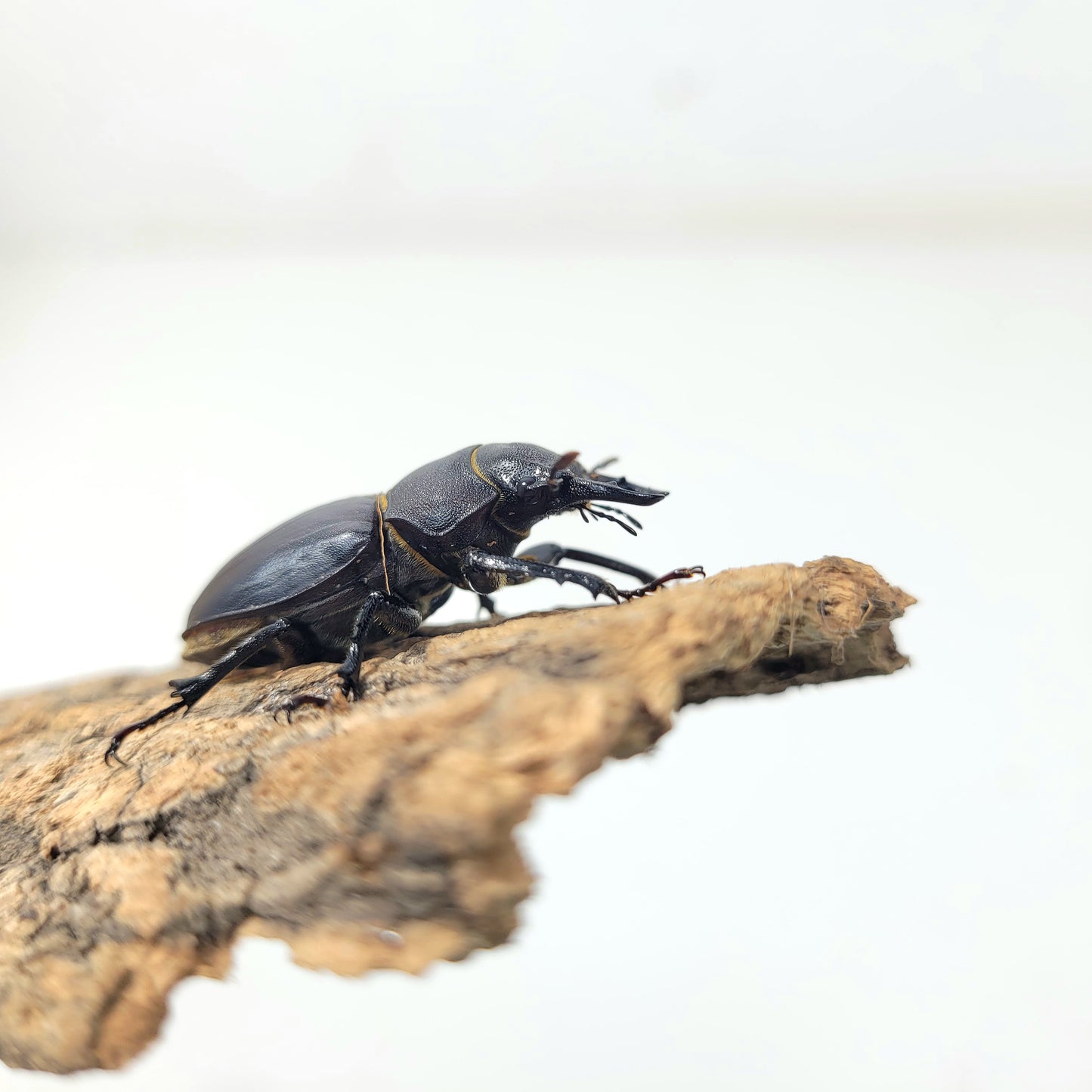 Lucanus Mazama