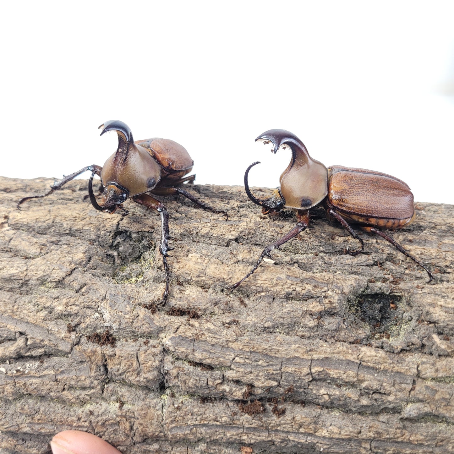 Umbrella Rhino Beetle (Golofa claviger)