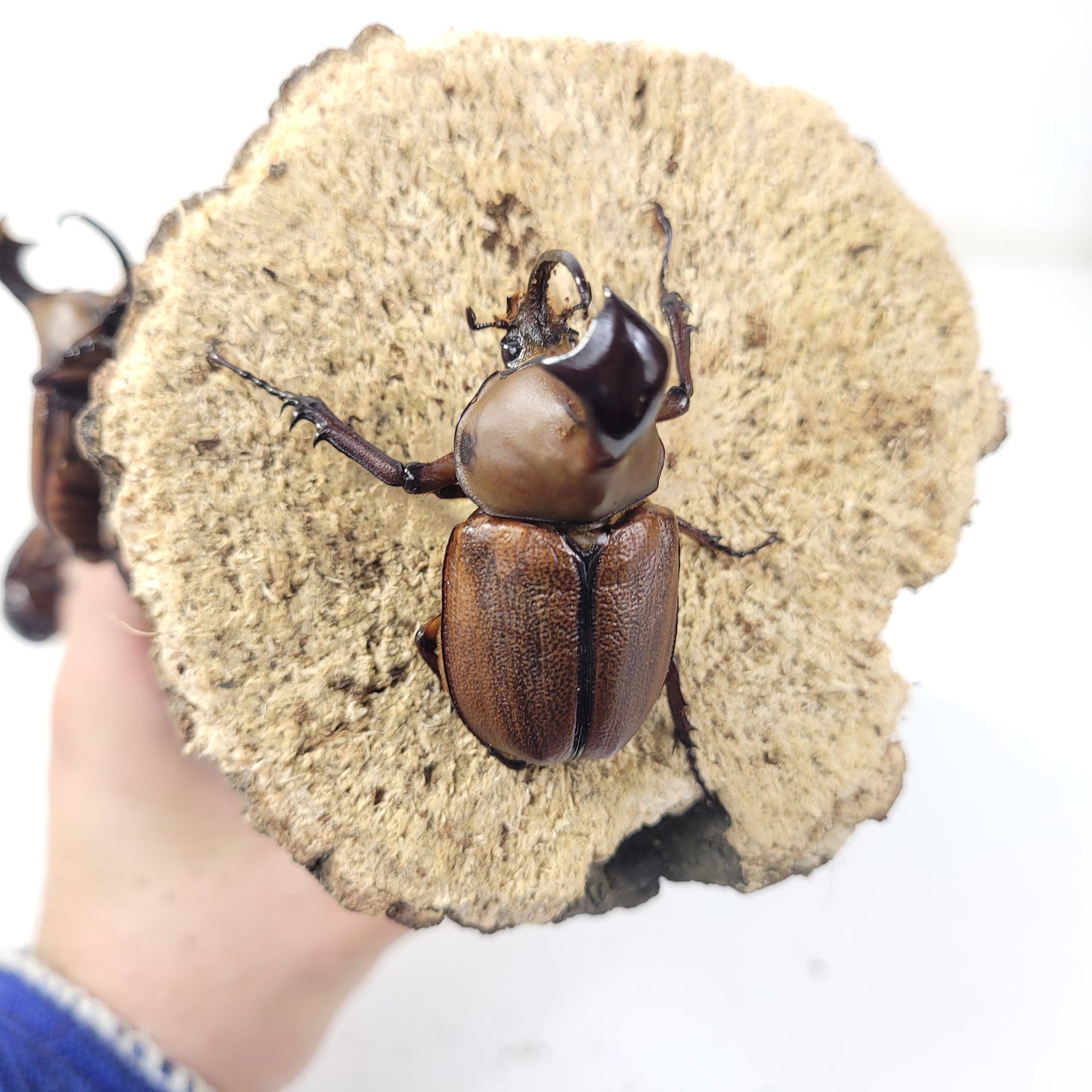 Umbrella Rhino Beetle (Golofa claviger)