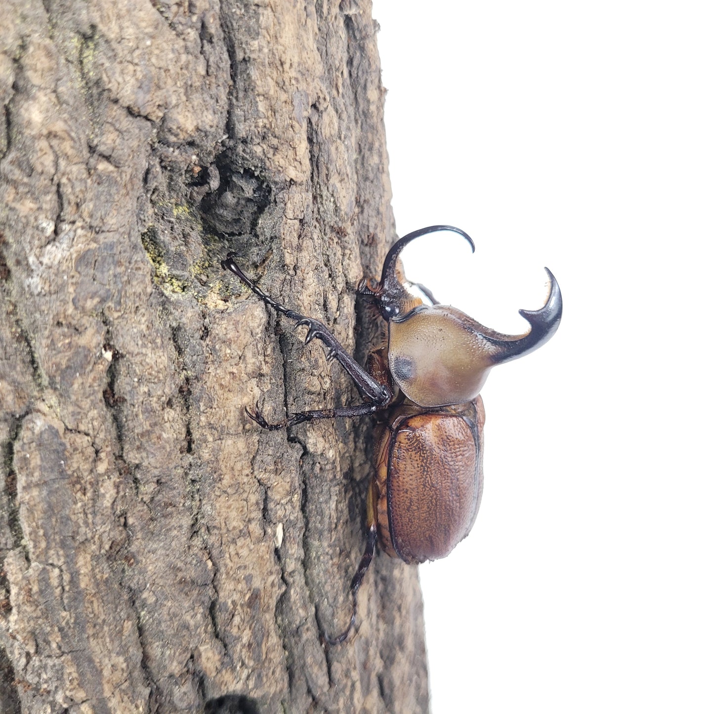 Umbrella Rhino Beetle (Golofa claviger)