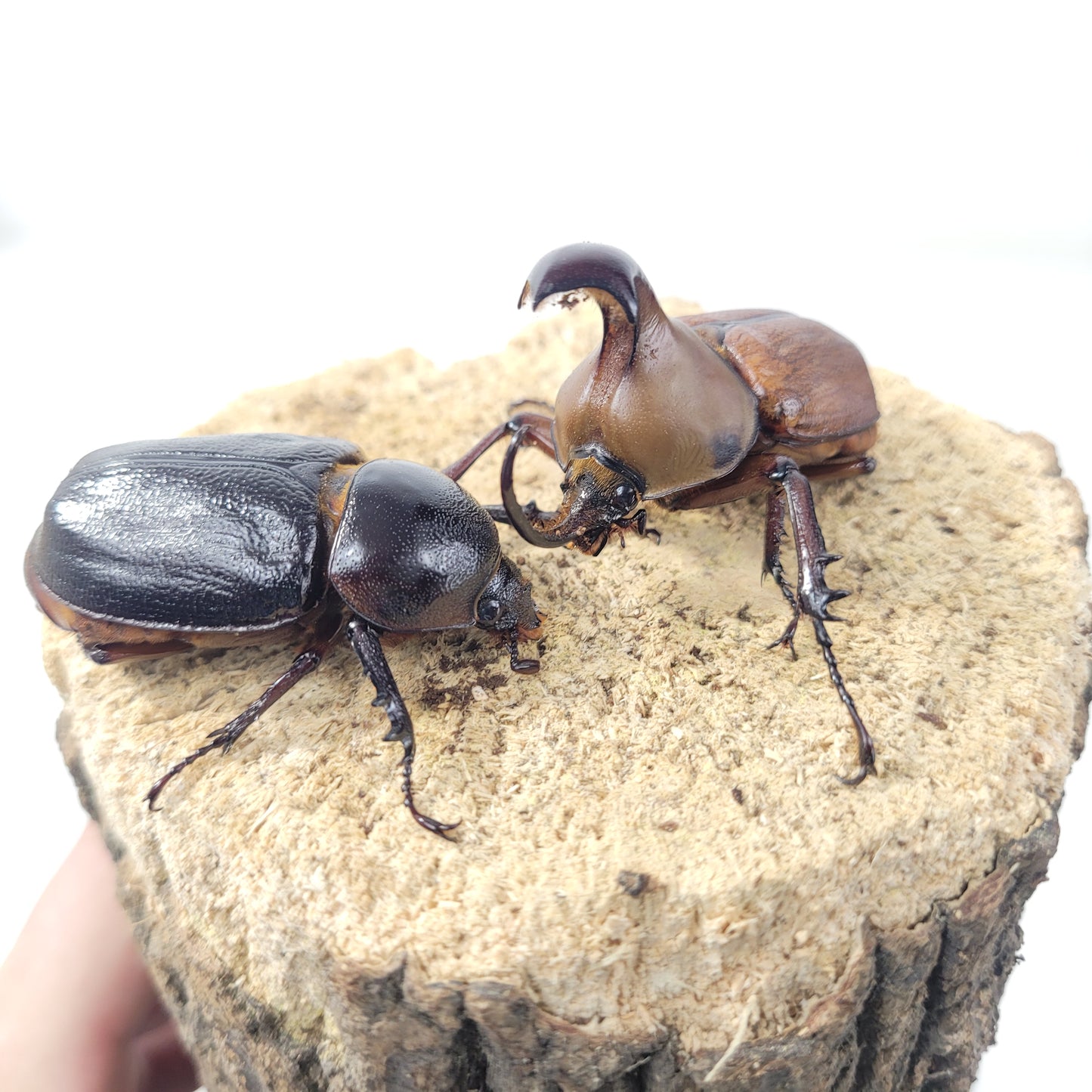 Umbrella Rhino Beetle (Golofa claviger)