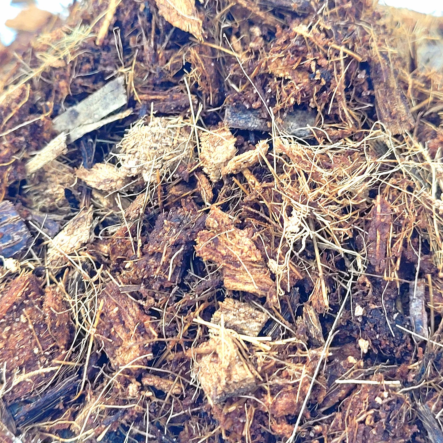 Coconut Fiber/Husk (bedding for adult beetles)