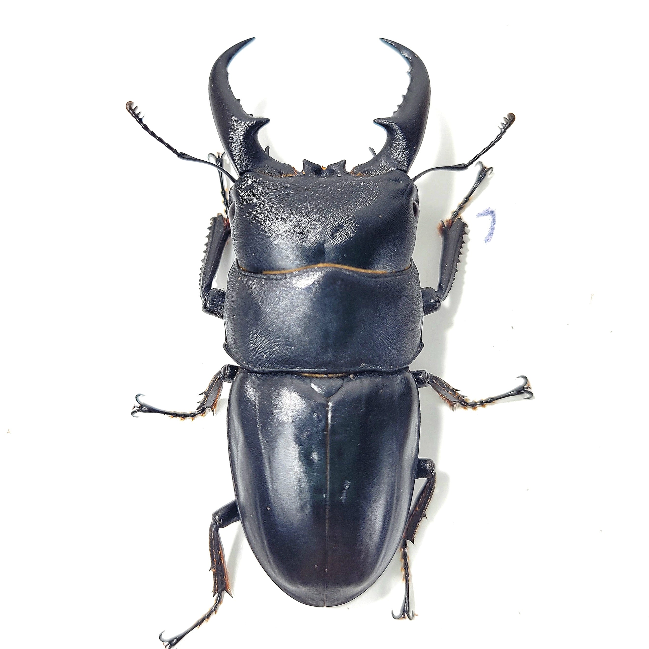 Dorcus Rama Sika Stag Beetle (Dorcus titanus sika) – James' Beetle Farm