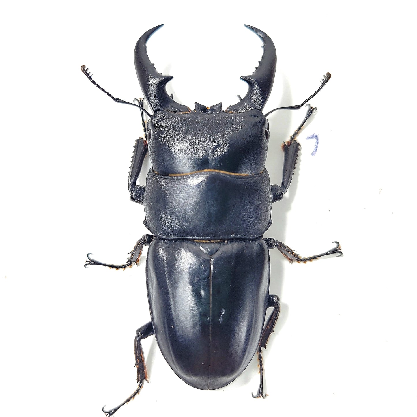 Dorcus titanus sika