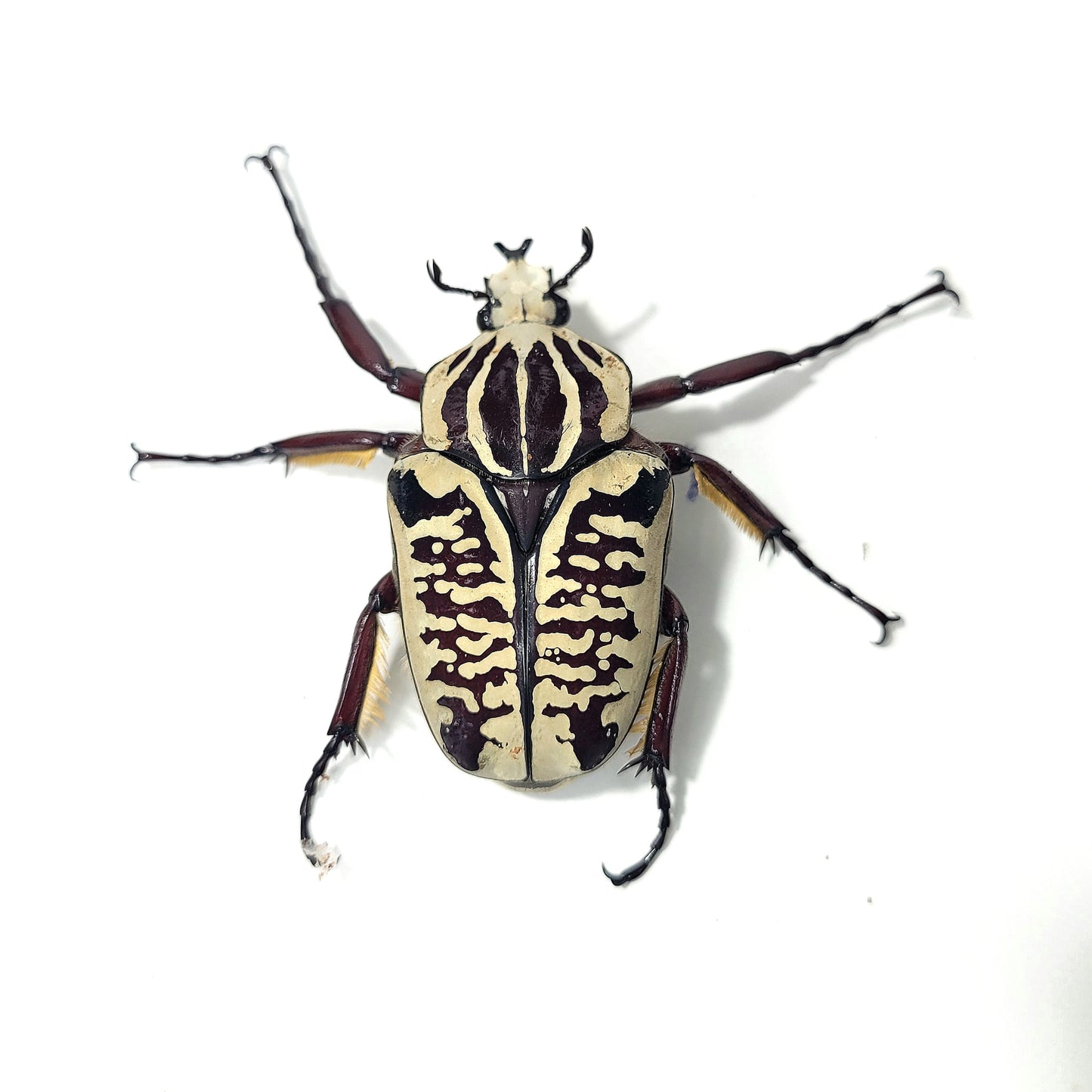 Goliathus albosignatus kirkinis