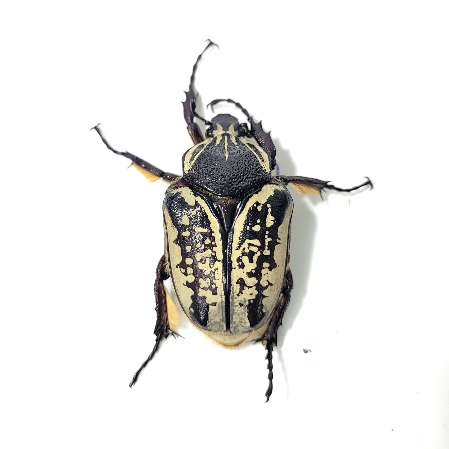 Goliathus albosignatus kirkinis