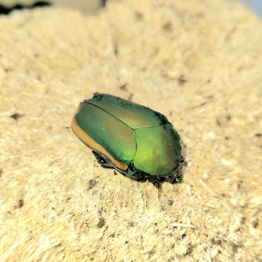 Figeater beetle (Cotinis mutabilis)