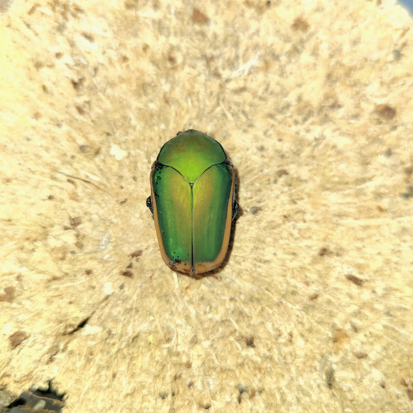 Figeater beetle (Cotinis mutabilis)