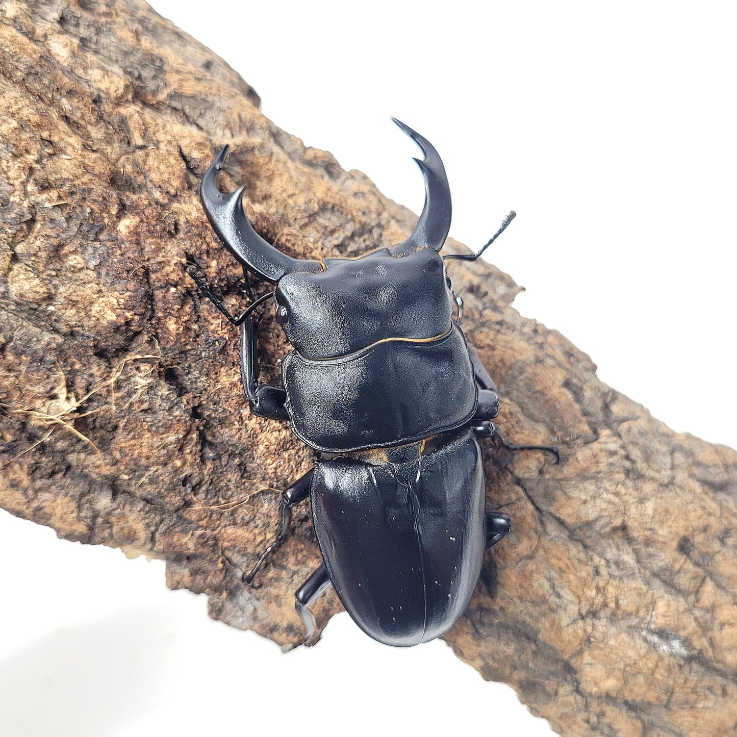 Narrow-Jawed Stag Beetle (Dorcus schenklingi)