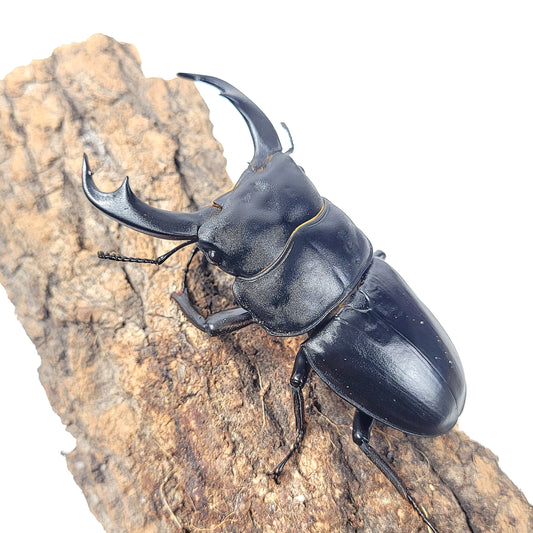 Narrow-Jawed Stag Beetle (Dorcus schenklingi)