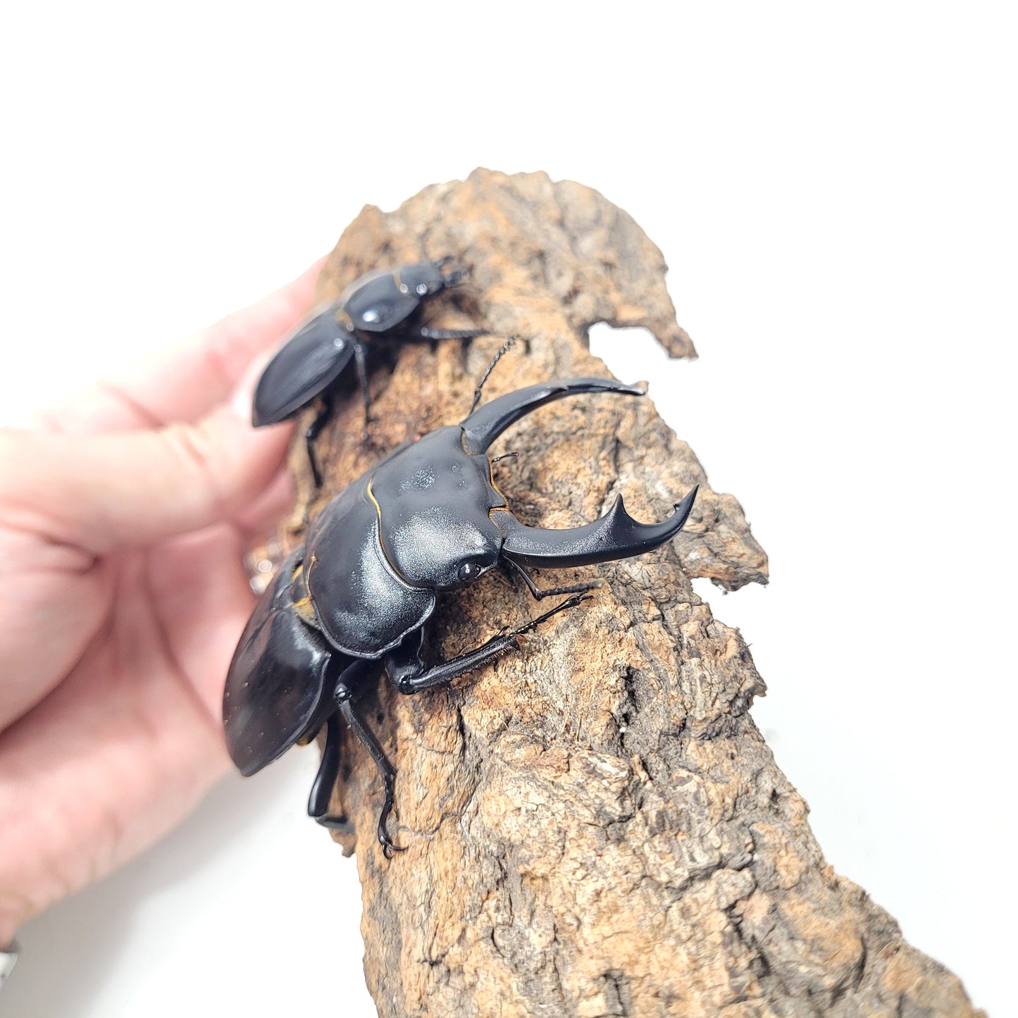 Narrow-Jawed Stag Beetle (Dorcus schenklingi)