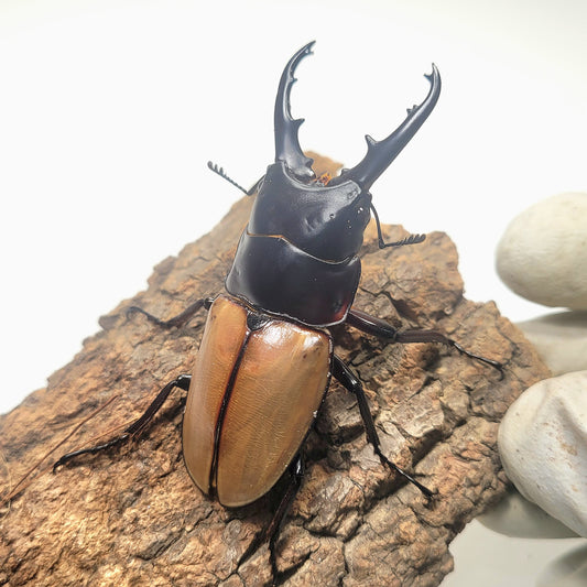 Orange-Backed Sawtooth Stag Beetle (Prosopocoilus lafertei)